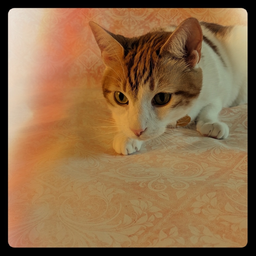 Giver of cat hair.
